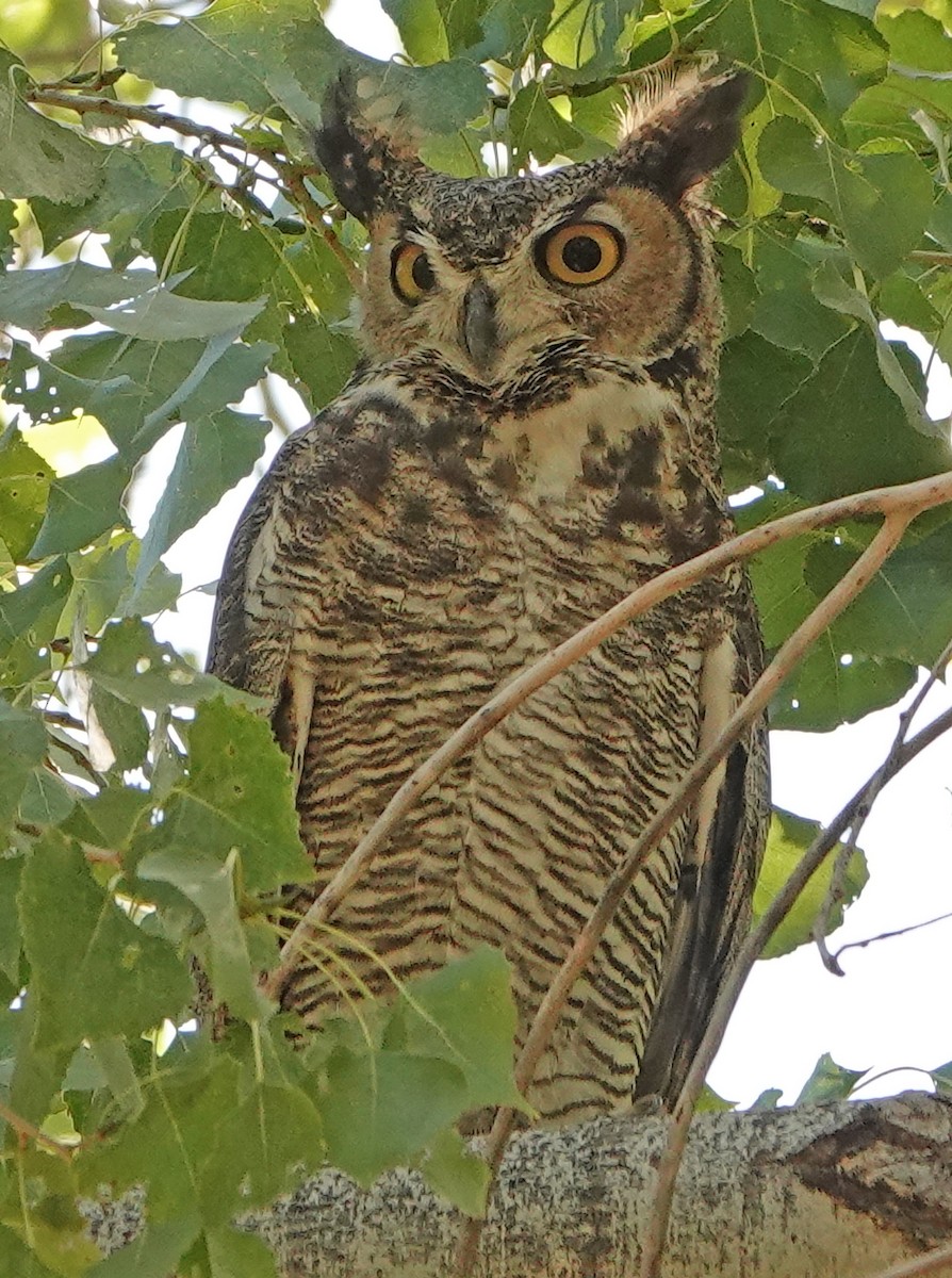 Great Horned Owl - ML382480561