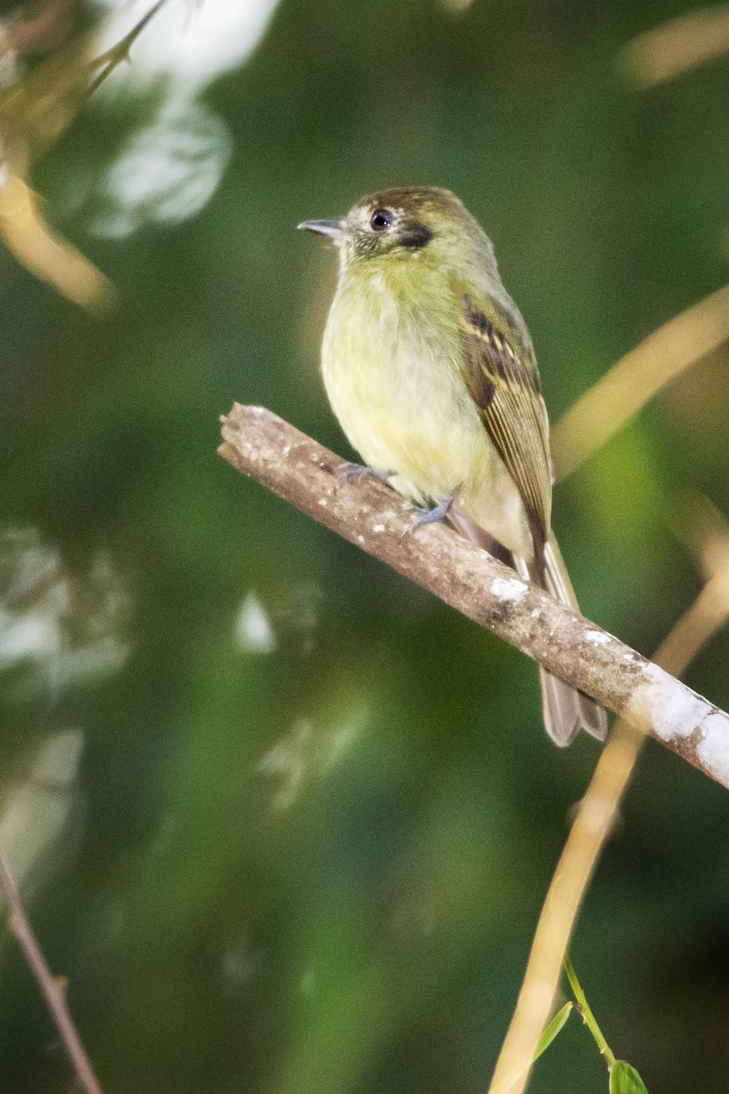 Sepia-capped Flycatcher - ML382481731
