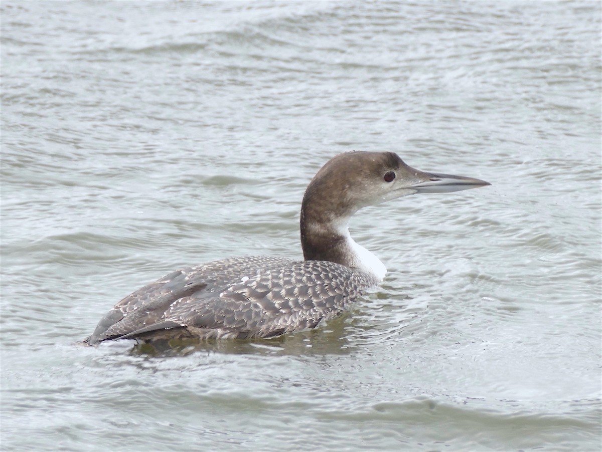 Common Loon - Dave Trochlell