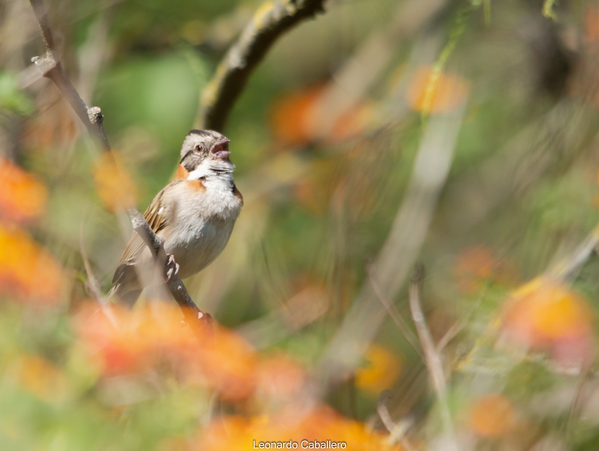 Rufous-collared Sparrow - ML382485691