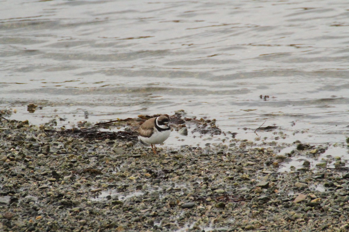 Semipalmated Plover - Allan Muise