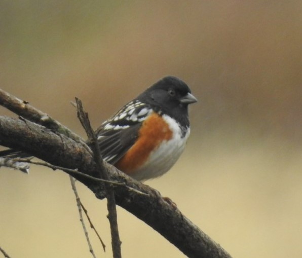 Spotted Towhee - Jason Caddy
