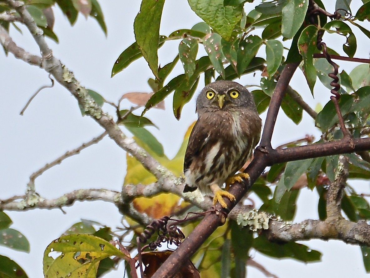 Amazonian Pygmy-Owl - ML38249491