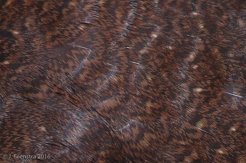 Tinamou de Bonaparte - ML38249531