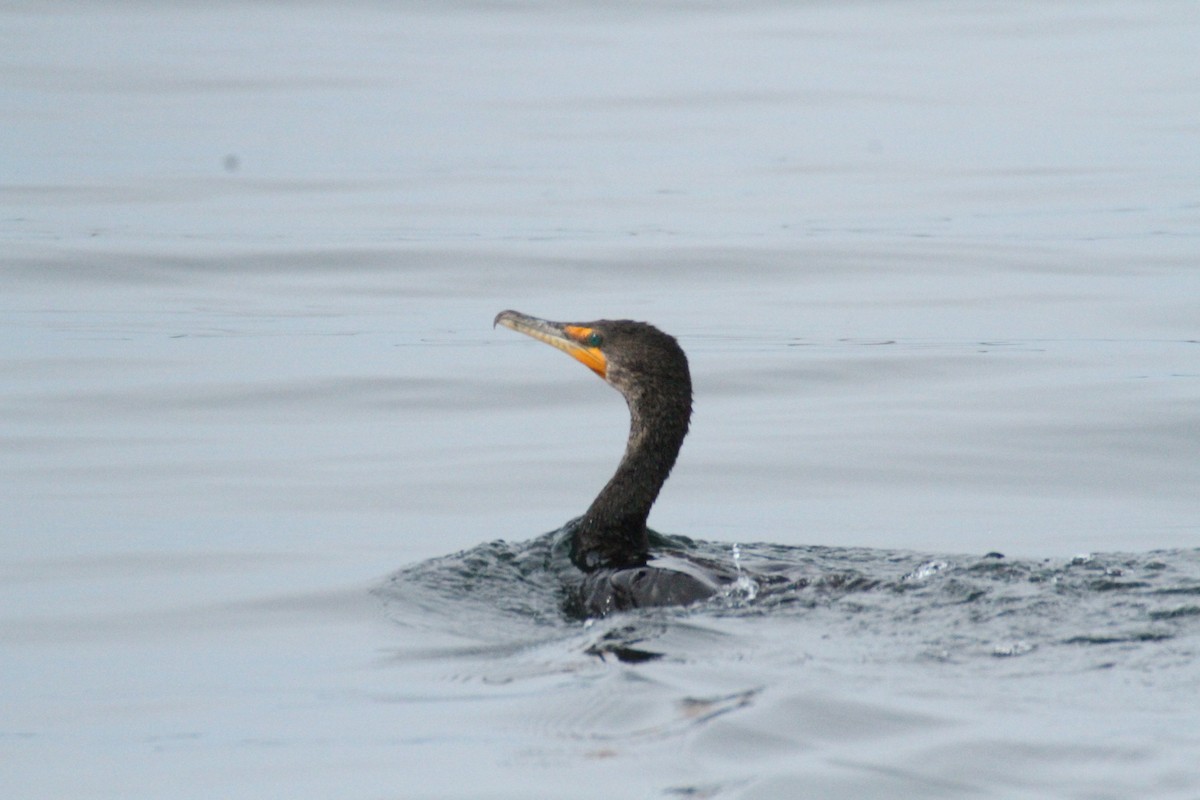 Double-crested Cormorant - Allan Muise