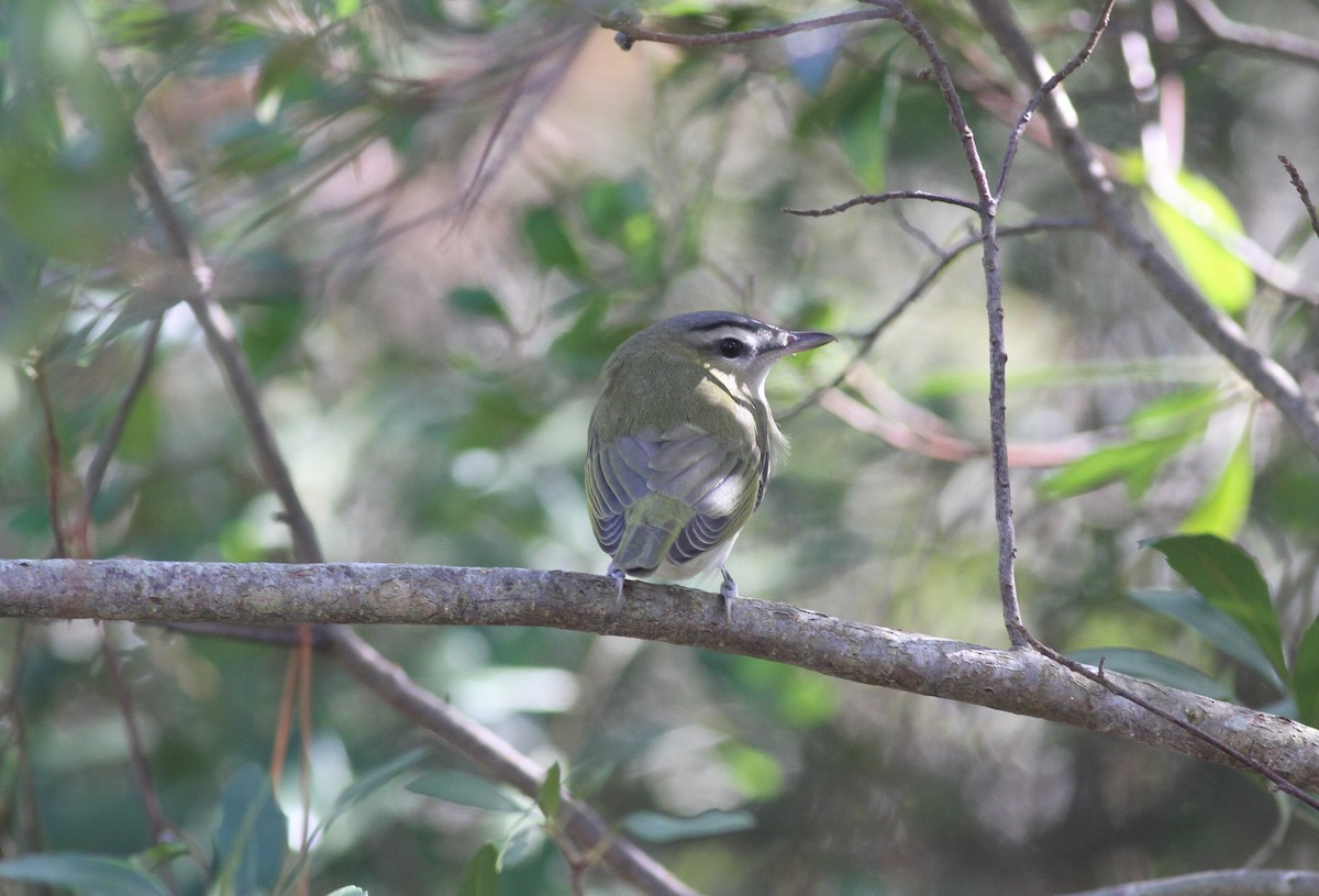 Red-eyed Vireo - Michael McCloy