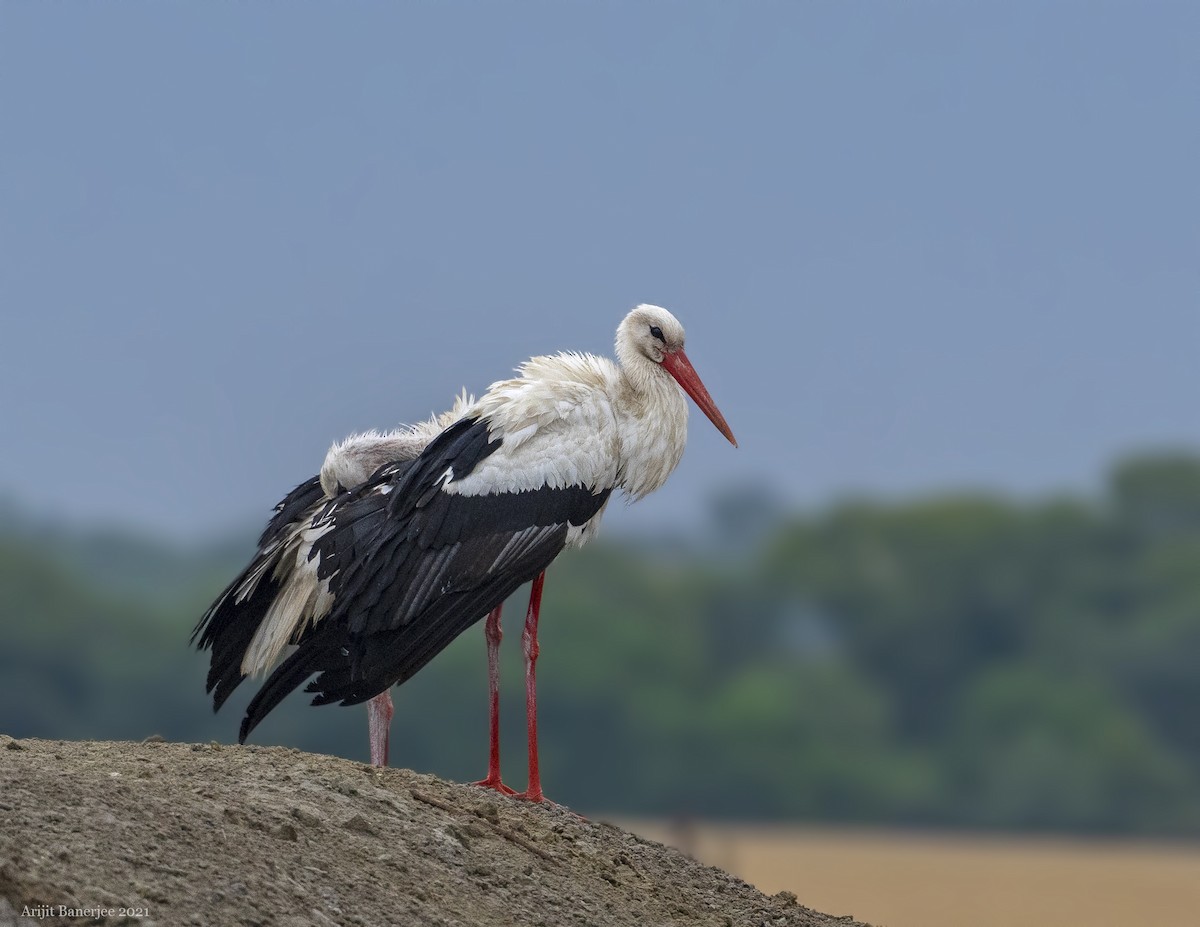 White Stork - ML382500081