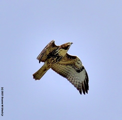 Red-tailed Hawk - duane utech