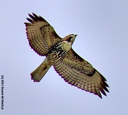 Red-tailed Hawk - duane utech