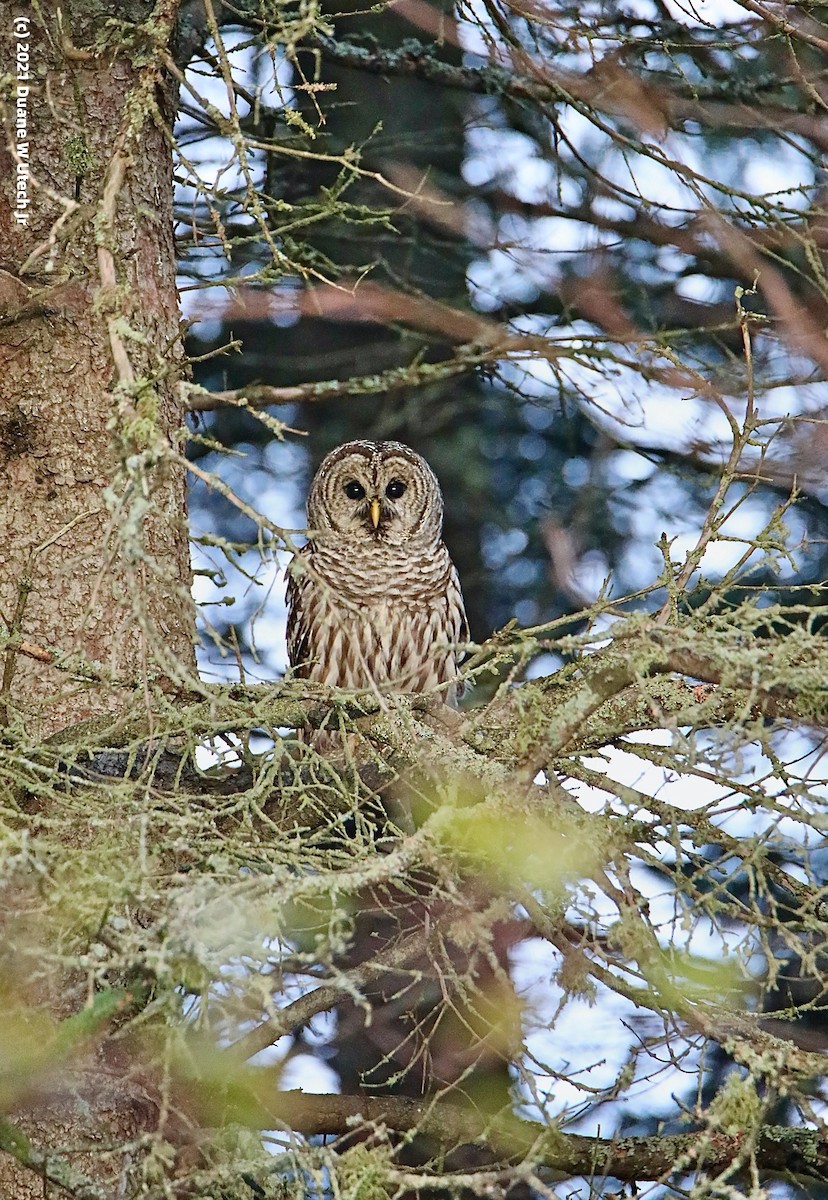 Barred Owl - duane utech