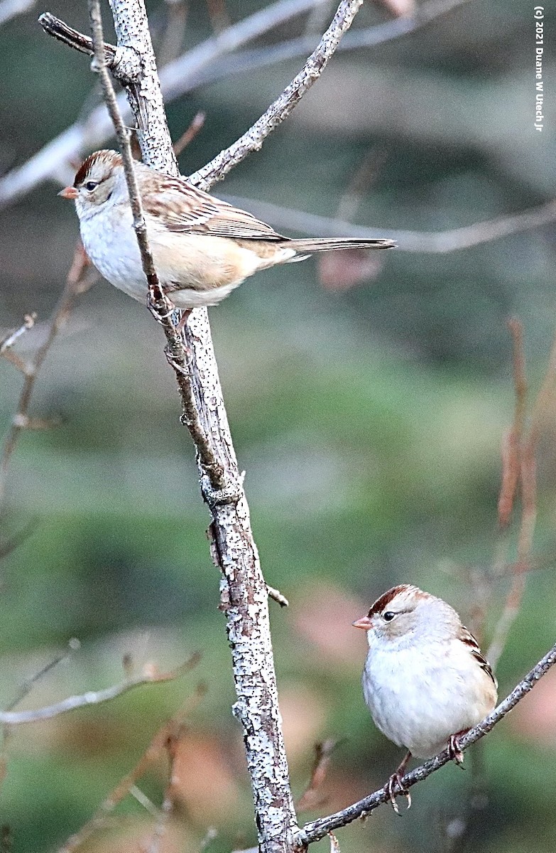 White-crowned Sparrow - ML382505631