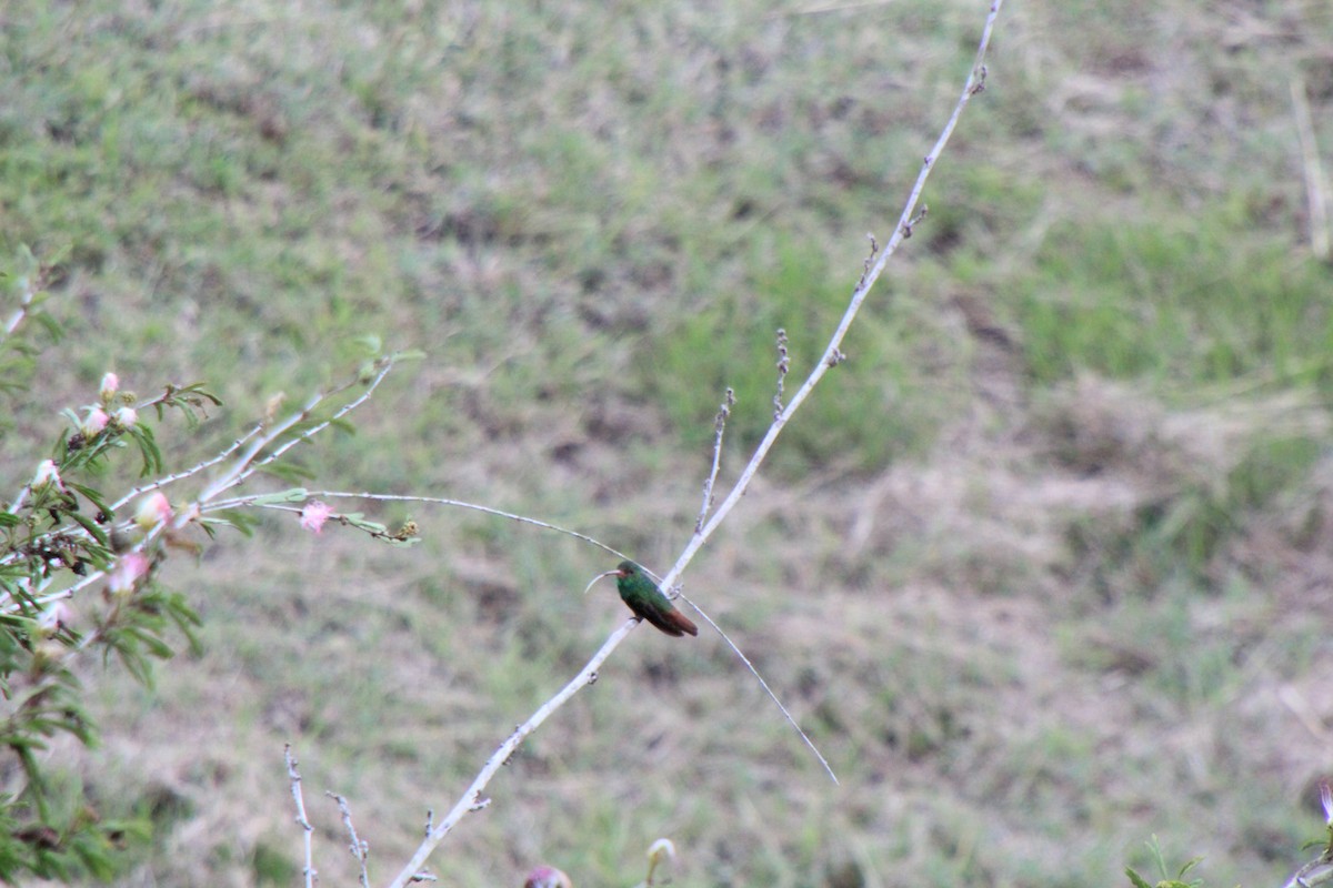 Rufous-tailed Hummingbird - ML38250971