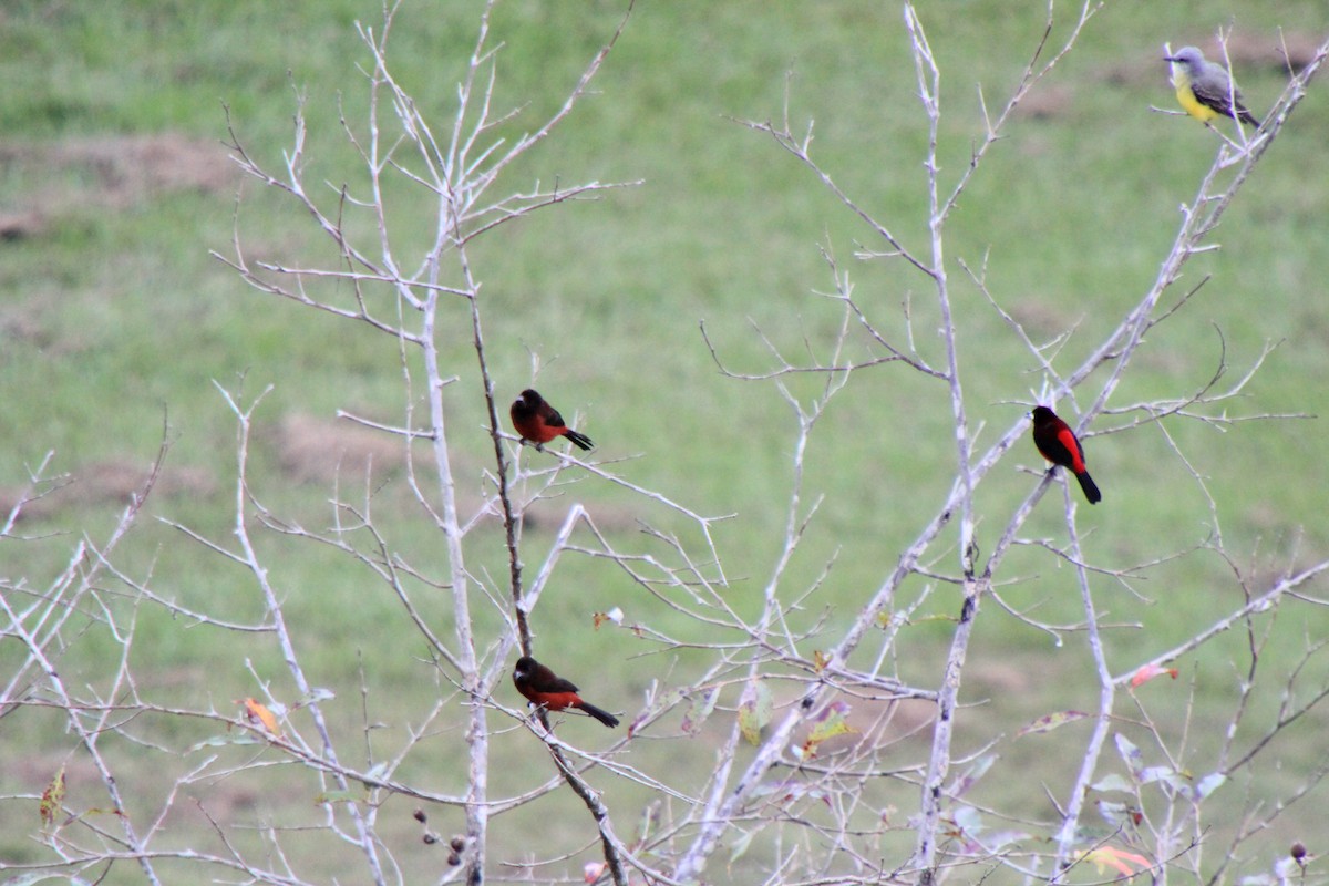 Crimson-backed Tanager - Andrew E and Rebecca A Steinmann