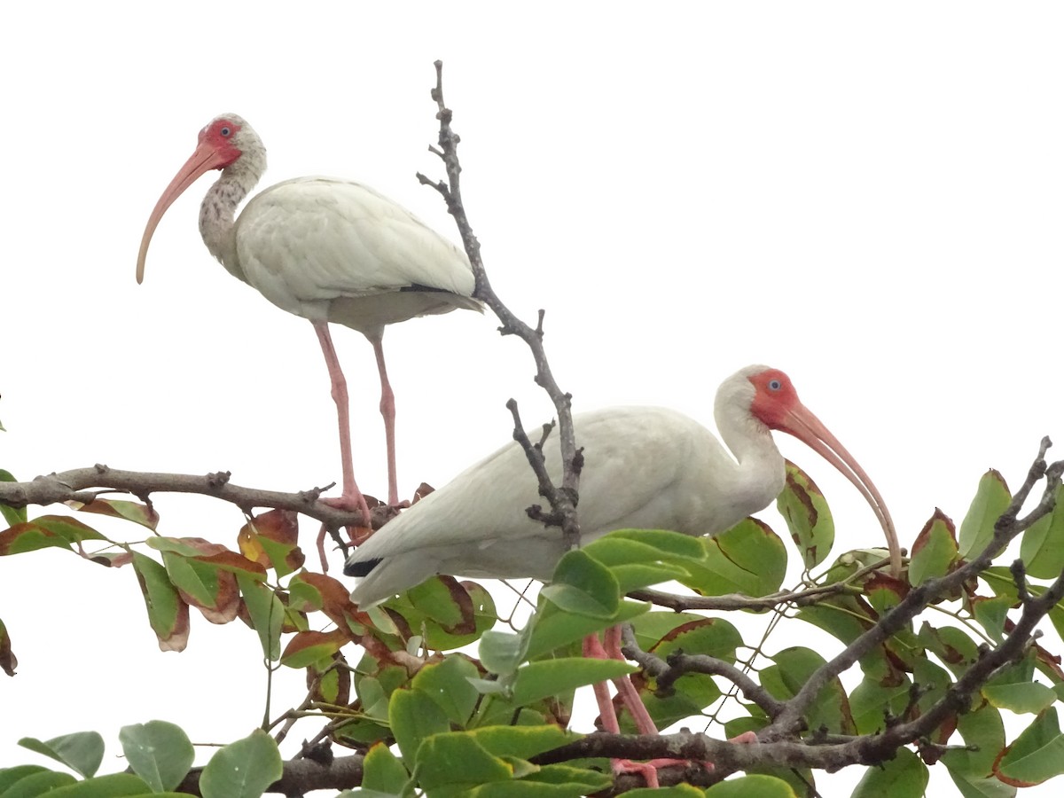 White Ibis - Fabiano Souto Rosa