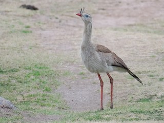  - Red-legged Seriema