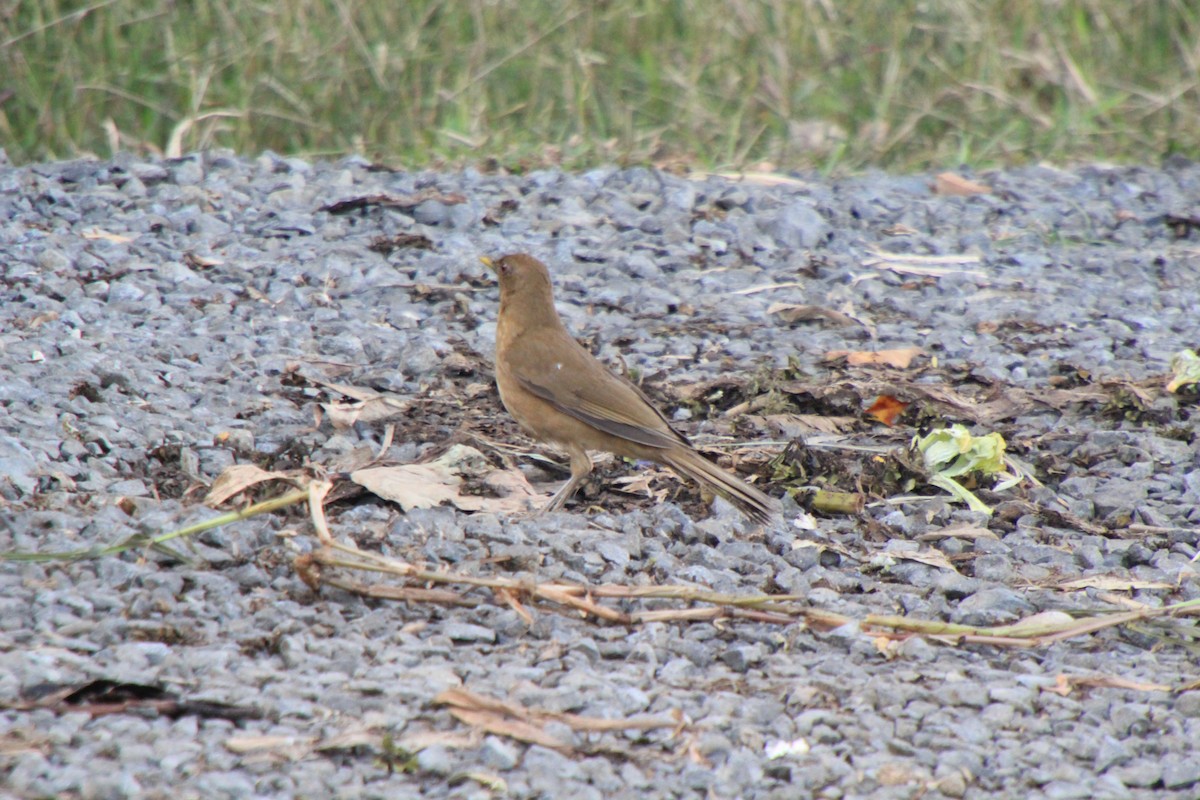 Clay-colored Thrush - Andrew E and Rebecca A Steinmann