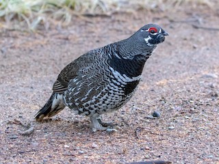  - Spruce Grouse