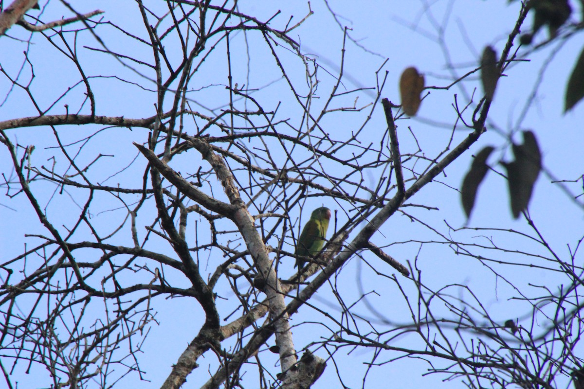 Orange-chinned Parakeet - Andrew E and Rebecca A Steinmann