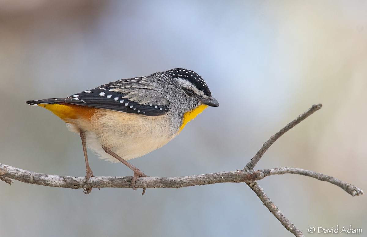 Spotted Pardalote - ML382520531
