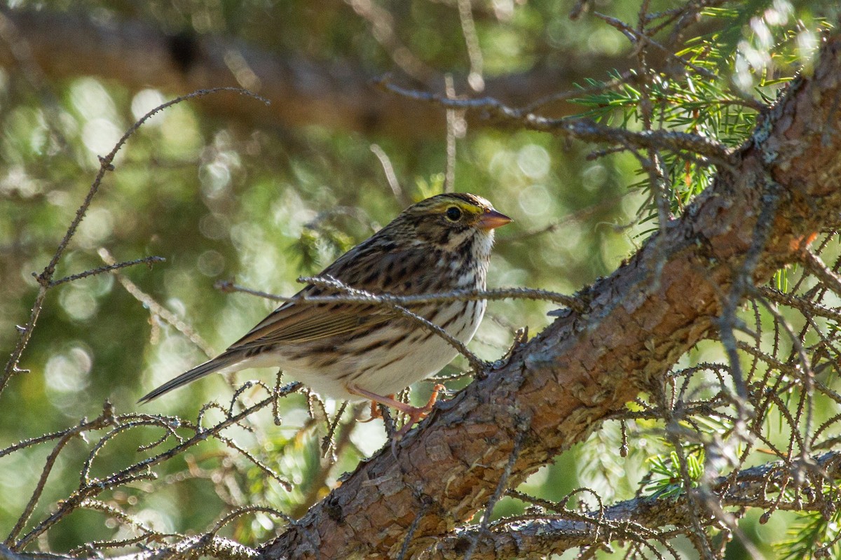 Savannah Sparrow - ML382520641