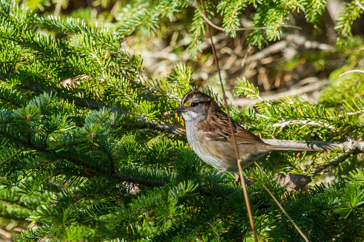 White-throated Sparrow - ML382520921