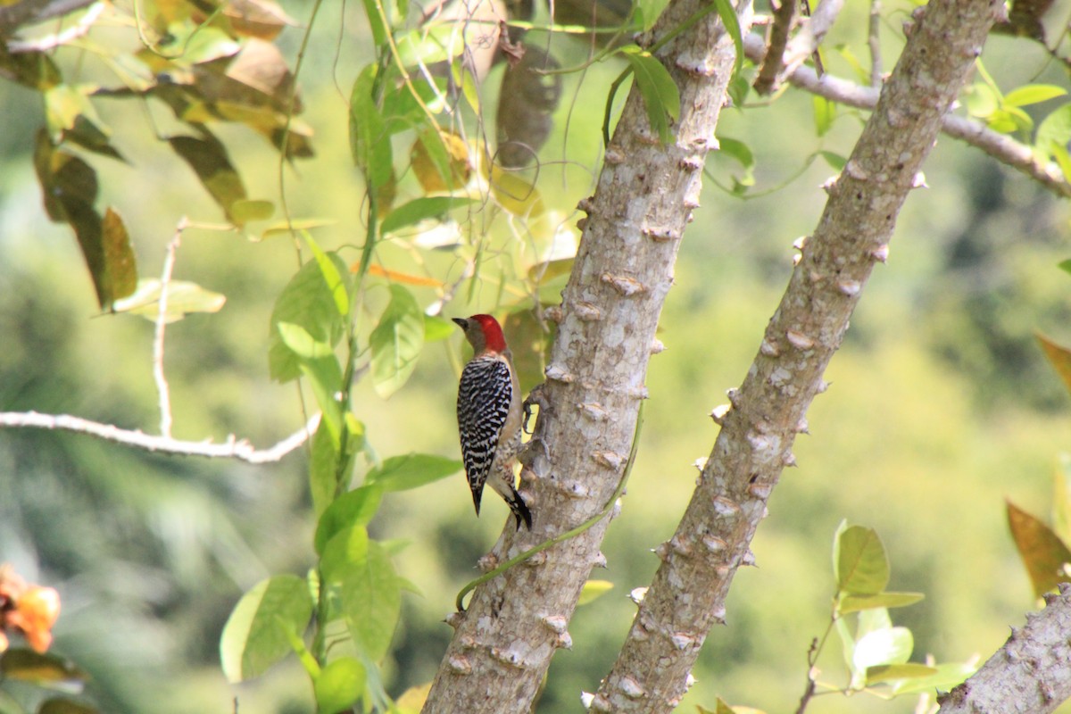 Red-crowned Woodpecker - Andrew E and Rebecca A Steinmann