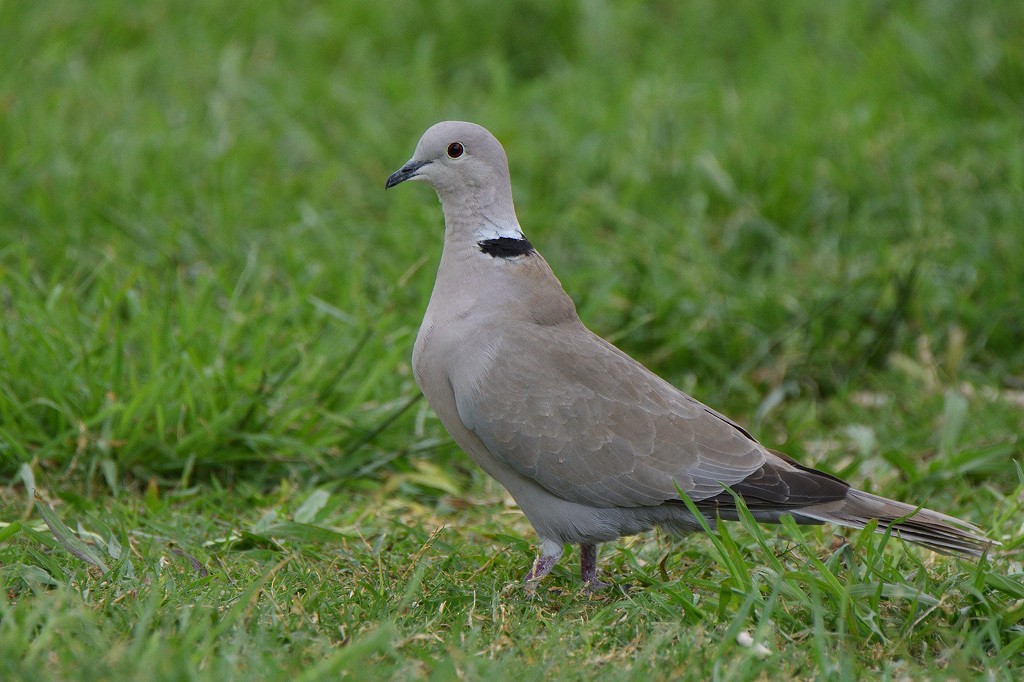 Eurasian Collared-Dove - Vern Wilkins 🦉