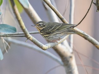  - Olive-backed Pipit