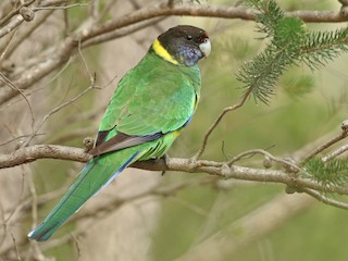  - Australian Ringneck (Twenty-eight)