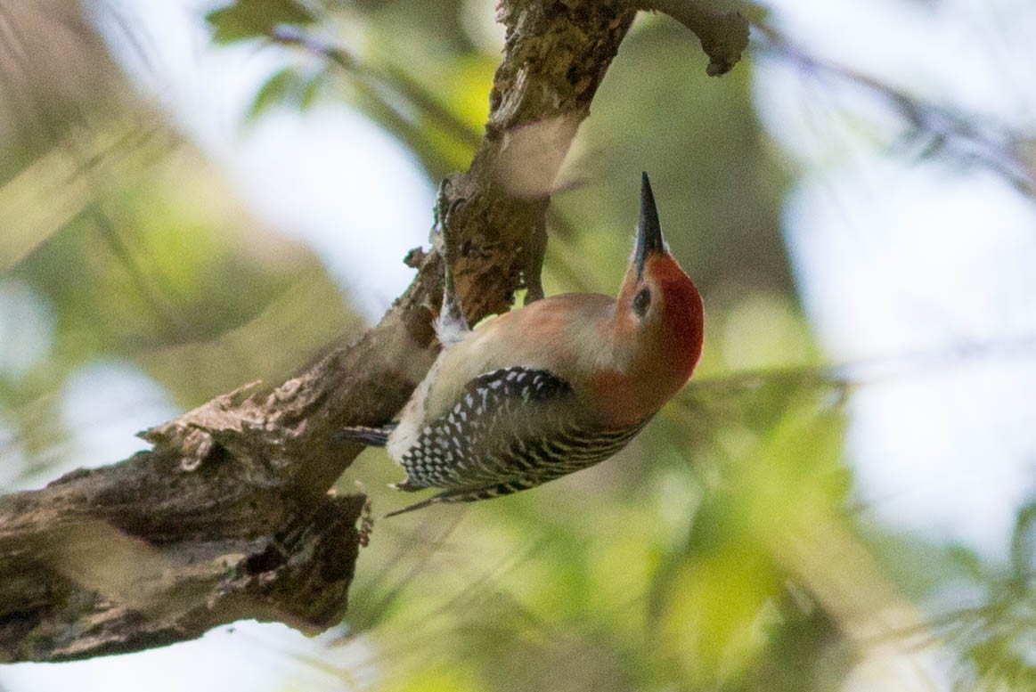 Red-bellied Woodpecker - Doug Gochfeld