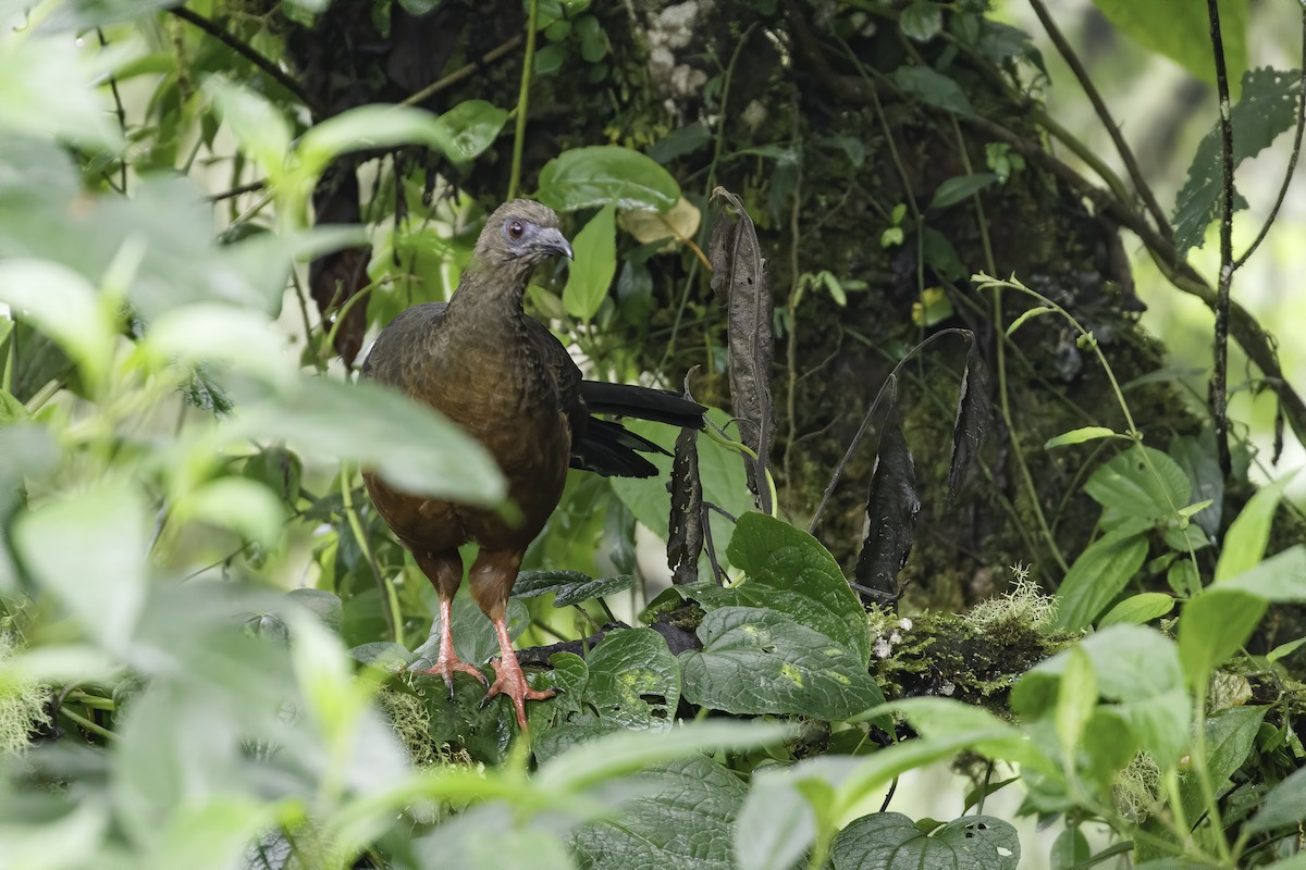 Sickle-winged Guan - ML382529651