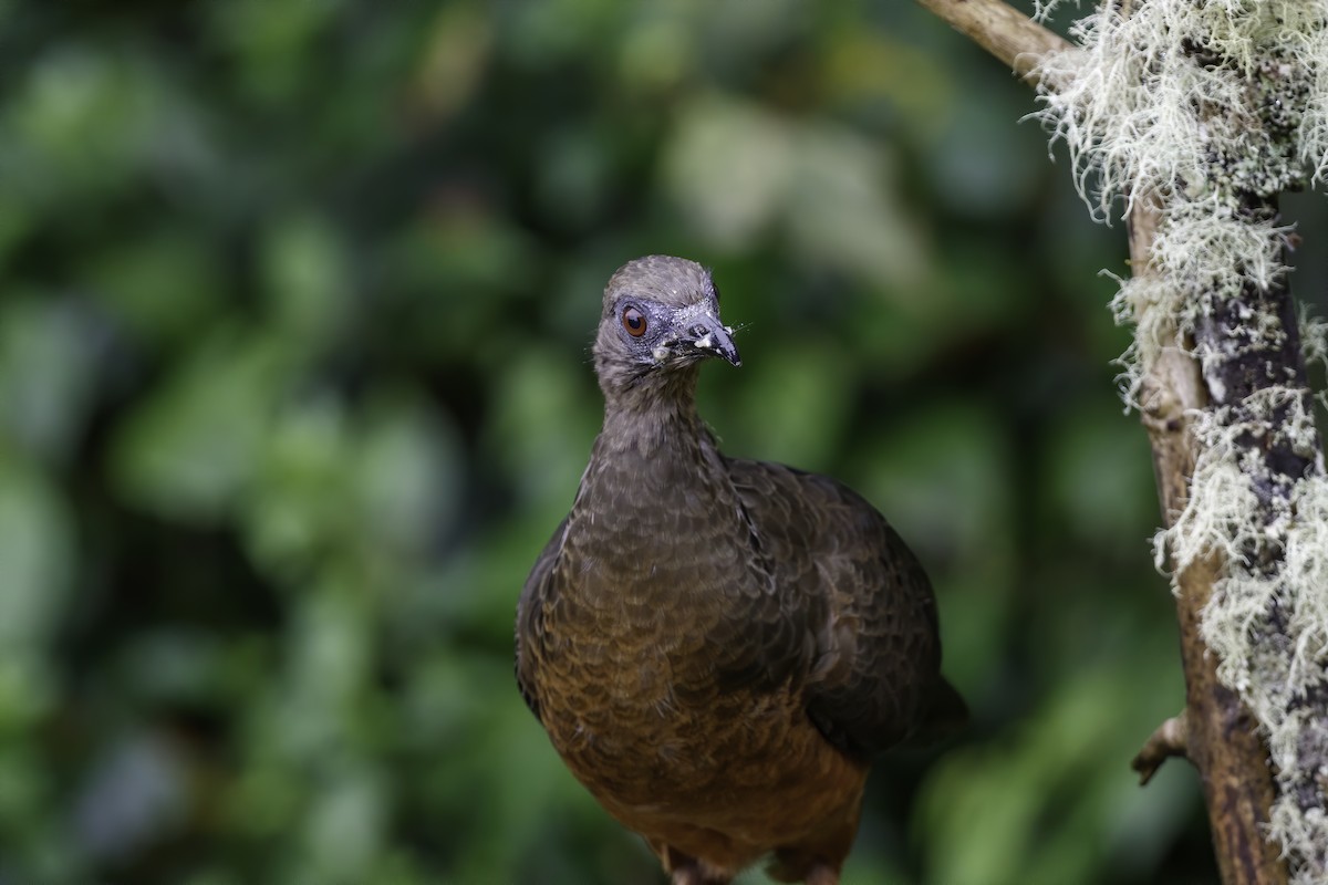 Sickle-winged Guan - ML382529661