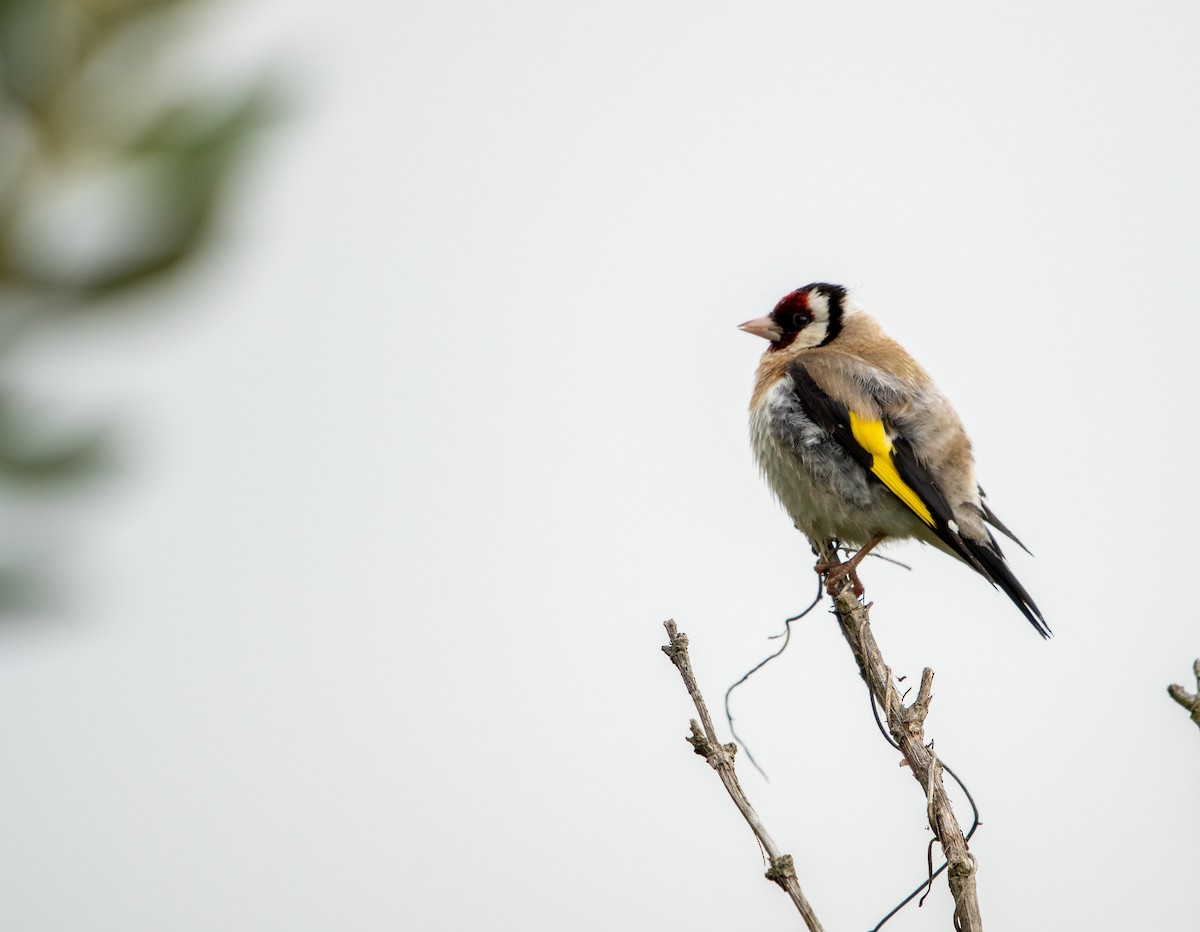 European Goldfinch - Donavin de Jager