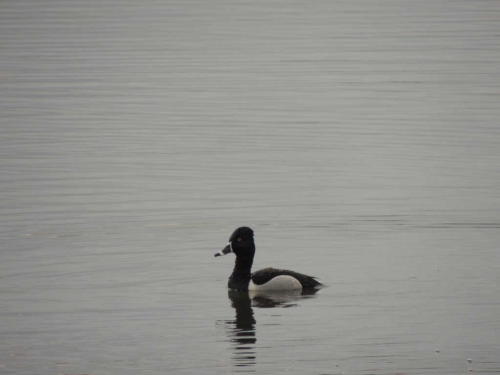 Ring-necked Duck - ML382531061