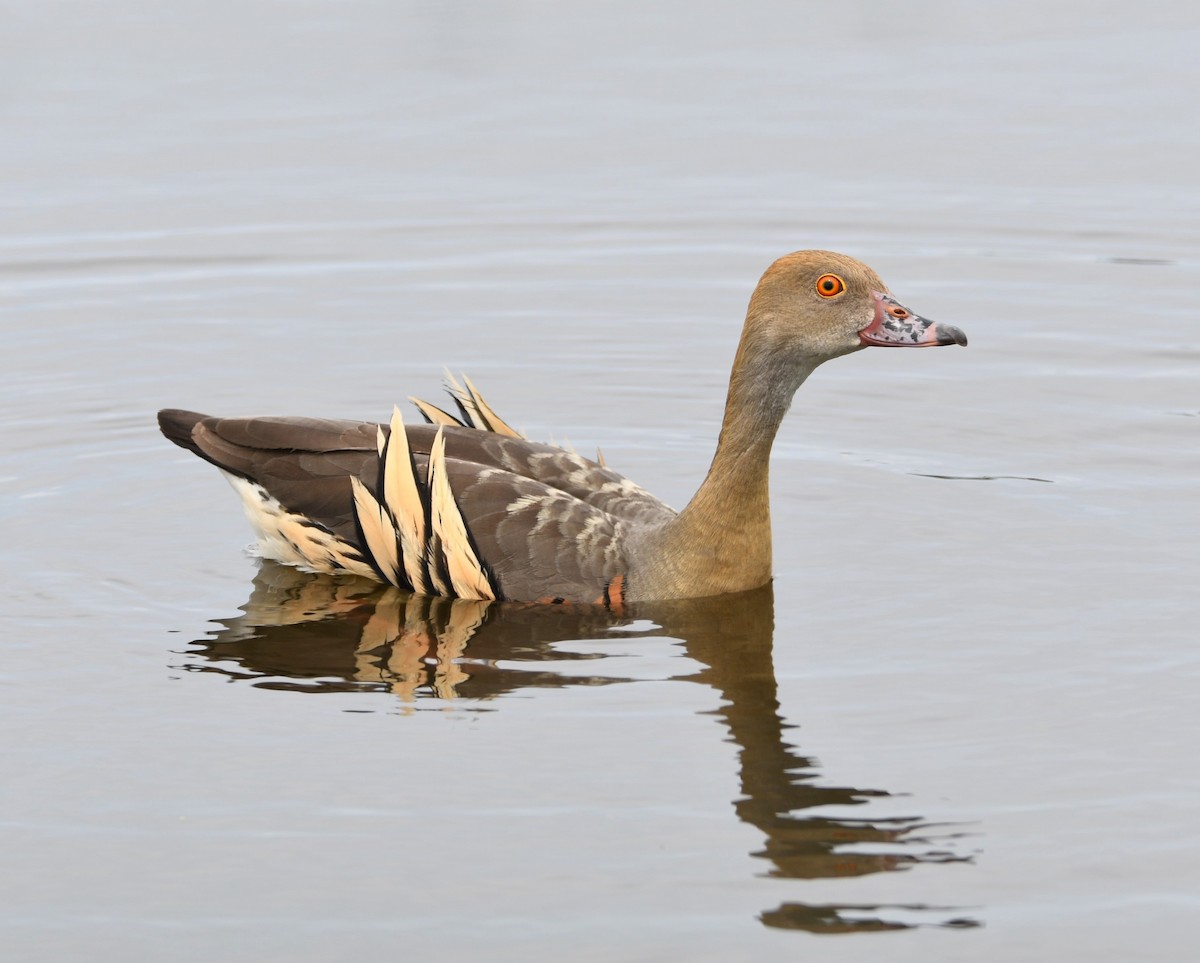 Plumed Whistling-Duck - Michael Daley