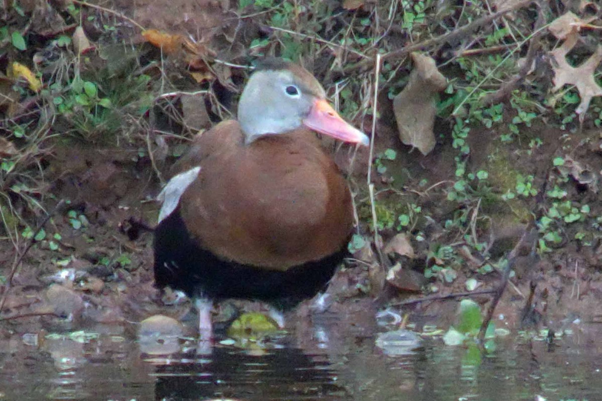 Black-bellied Whistling-Duck - M Lombard