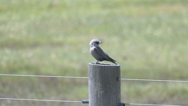 Black-faced Woodswallow - ML382541781