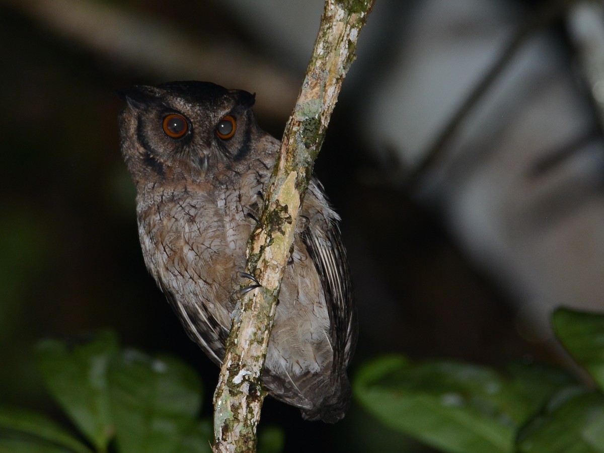 Tawny-bellied Screech-Owl (Austral) - Alan Van Norman