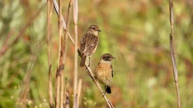 African Stonechat - ML382547061