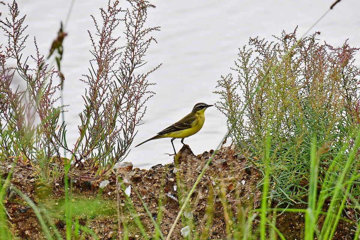 wagtail sp. - ML382547561