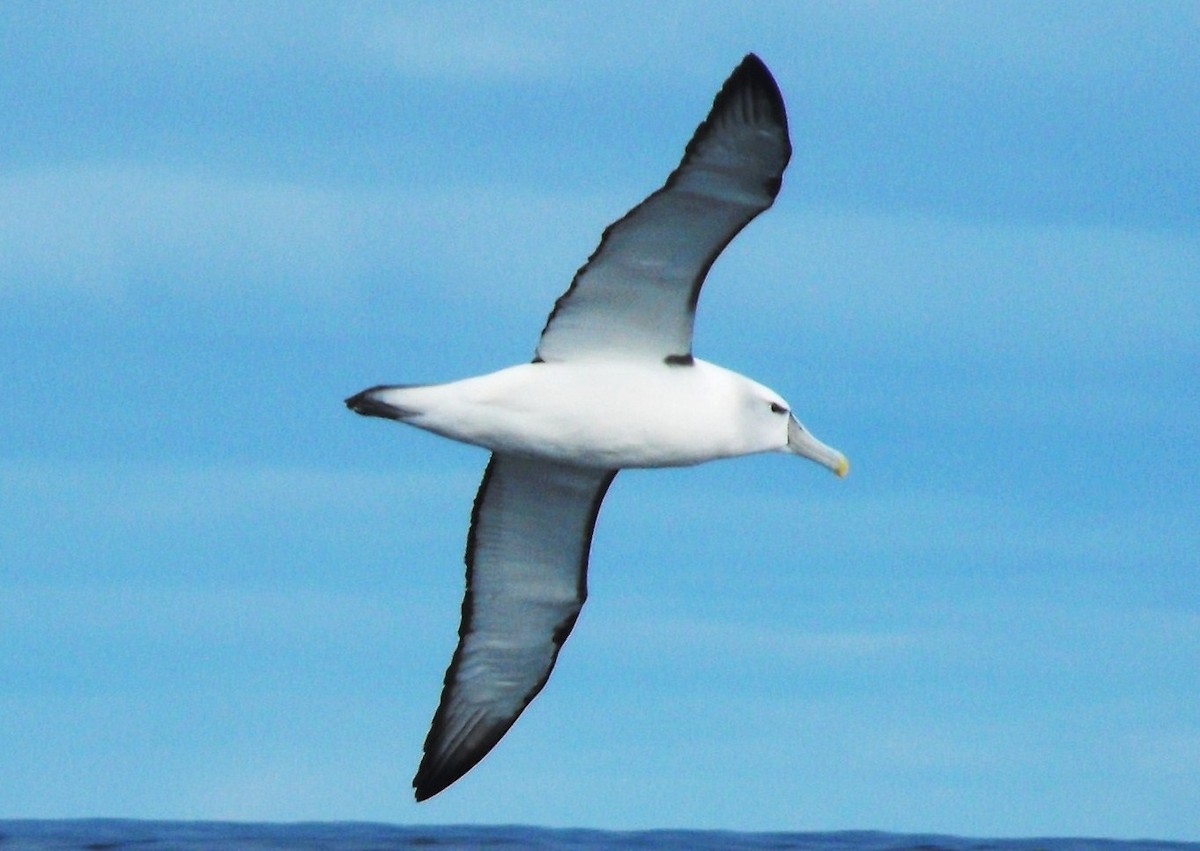 White-capped Albatross - ML382548271