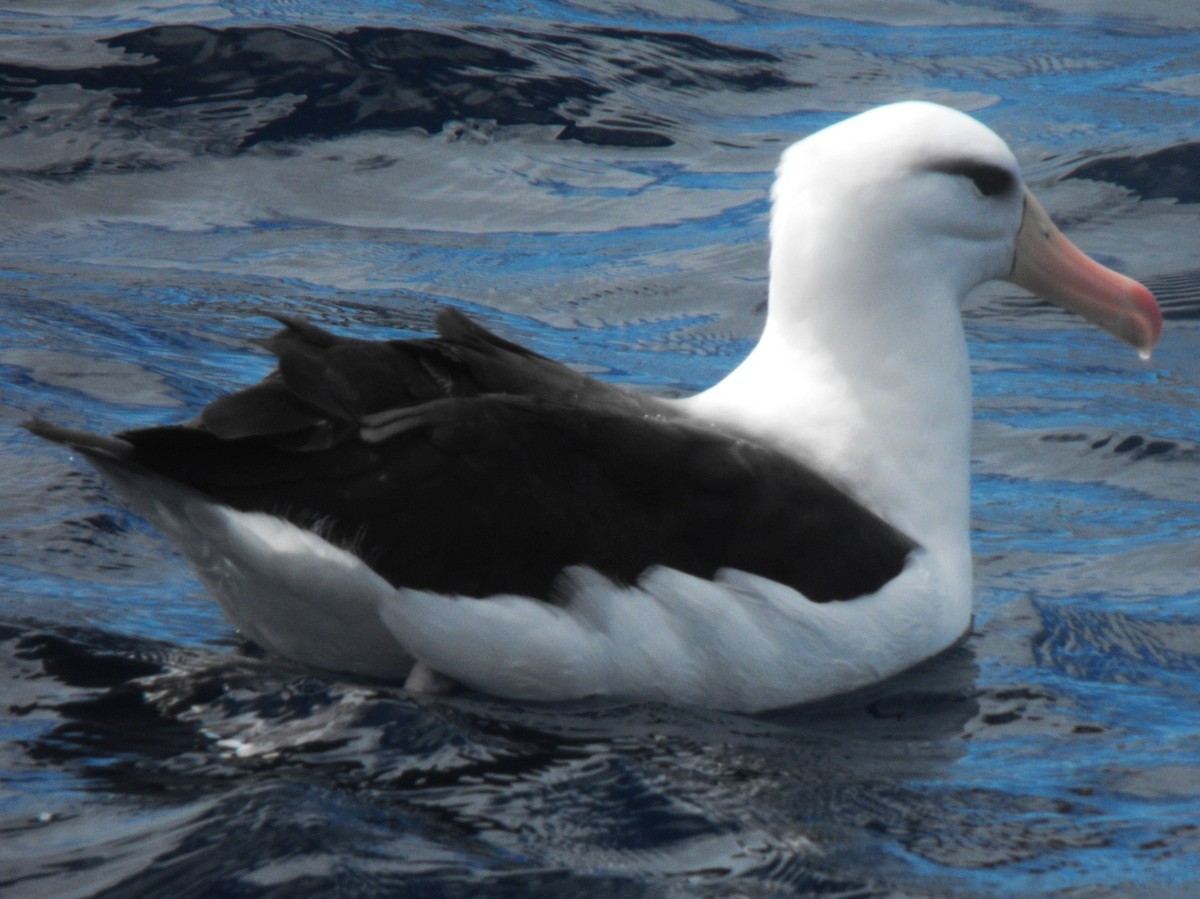 Kara Kaşlı Albatros (melanophris) - ML382548311