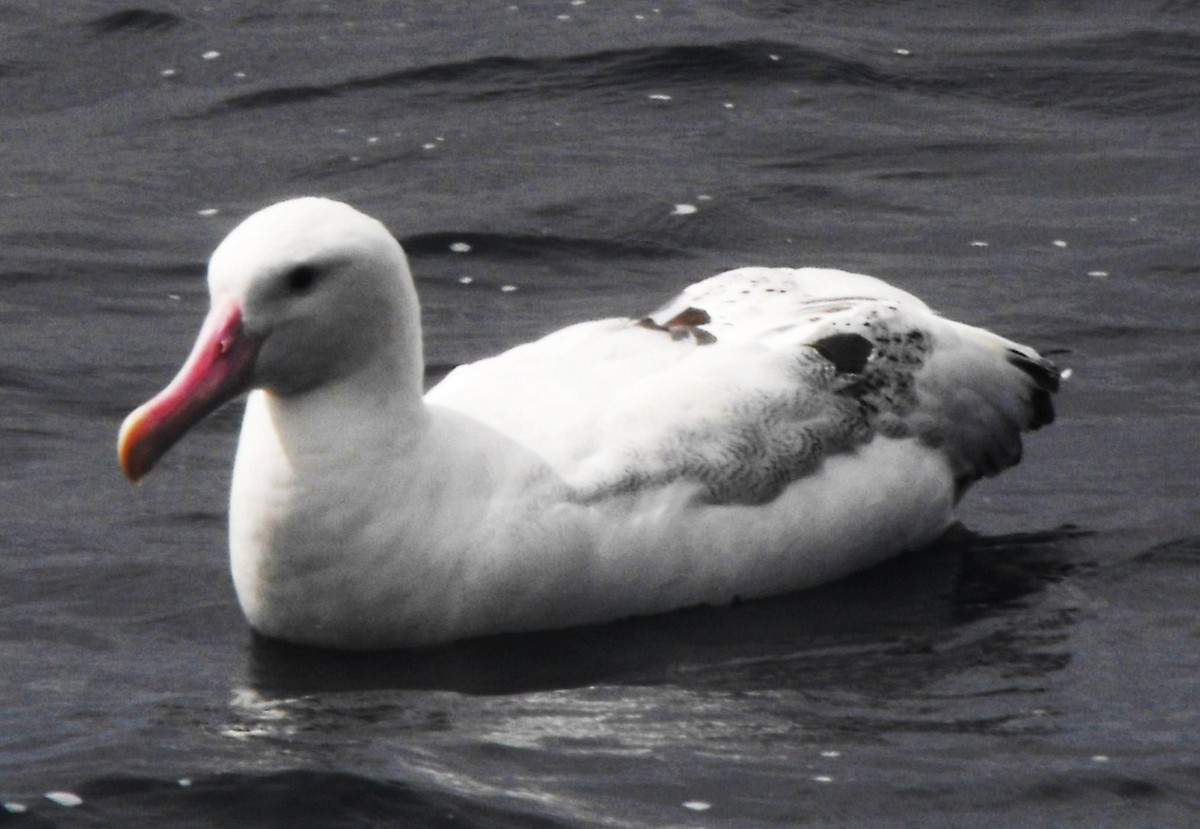 Snowy Albatross - ML382548481