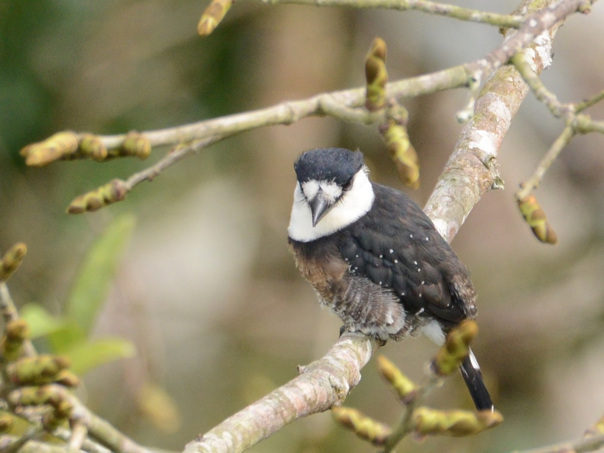 Brown-banded Puffbird - Alan Van Norman