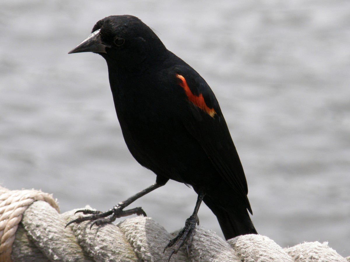 Red-winged Blackbird - Dustin Johnston