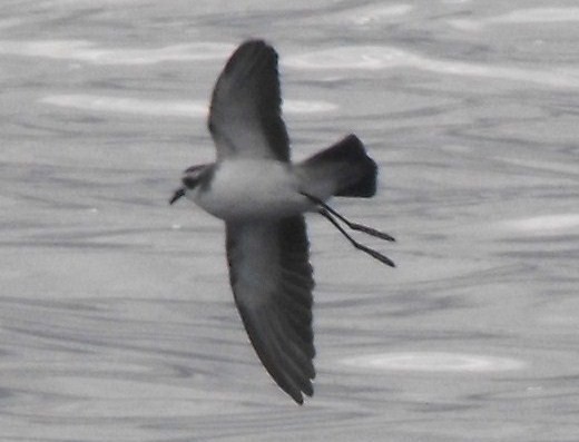 White-faced Storm-Petrel - ML382548691