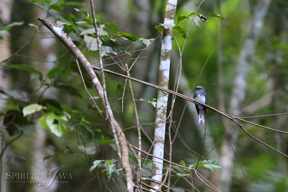White-bellied Fantail - ML382549201