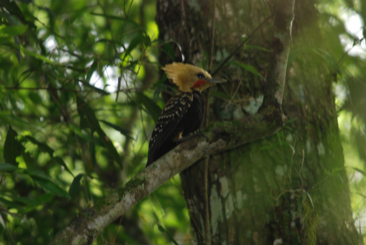 Blond-crested Woodpecker - Daniel Lebbin