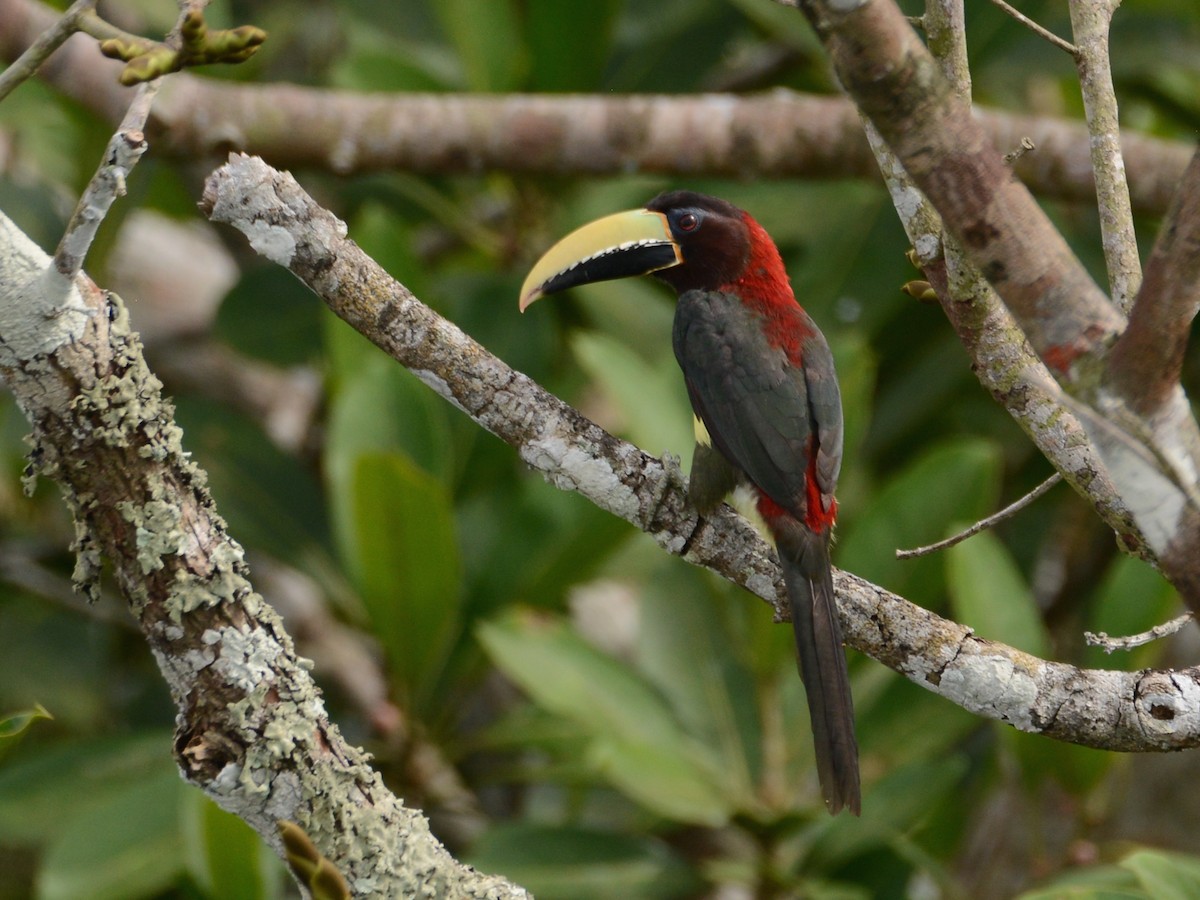Red-necked Aracari - Alan Van Norman