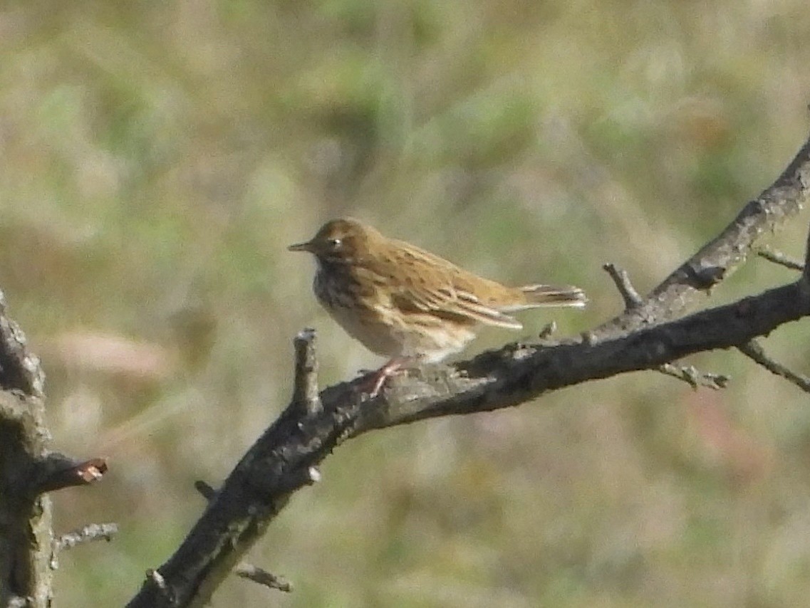 Meadow Pipit - ML382557411